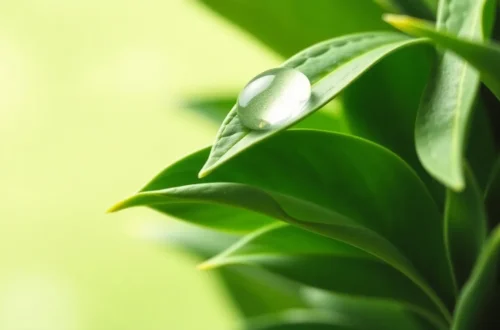 녹차 마스터: 체지방 2배 감소 비법 30 example 191