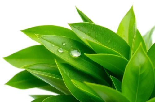 녹차로 간암 위험 낮추는 4가지 비법 47 example 219