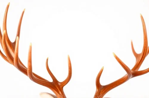 녹용 복용법: 체질별 효과 극대화 및 주의사항 28 example 207